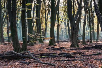 Speulderbos van Jeroen de Jongh