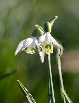Lentekriebels van Cor Goedhart