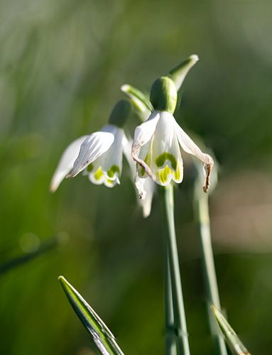 Frühlingsgefühle