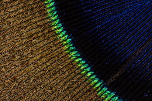 Lignes l'œil d'une plume de paon