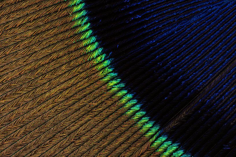 Lines the eye of a peacock feather by Marjolijn van den Berg