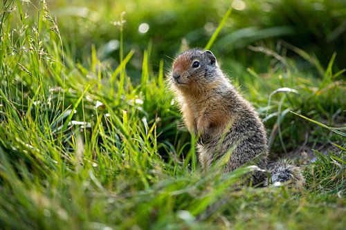 Arctic ground squirrel in Canada