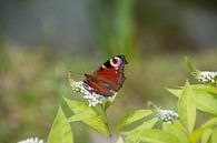 Butterfly by Marc van Gessel thumbnail