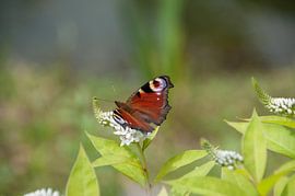 Vlinder van Marc van Gessel
