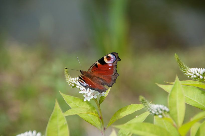 Butterfly by Marc van Gessel