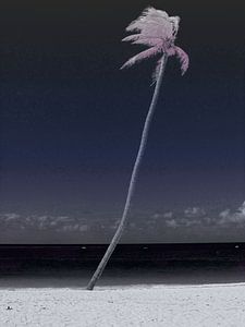 ticket to the tropics