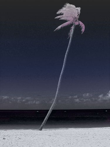 ticket to the tropics