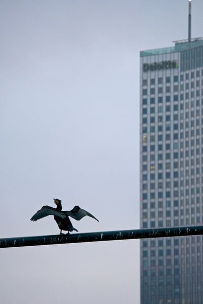 Aalscholver en Maastoren Rotterdam van Remco Swiers