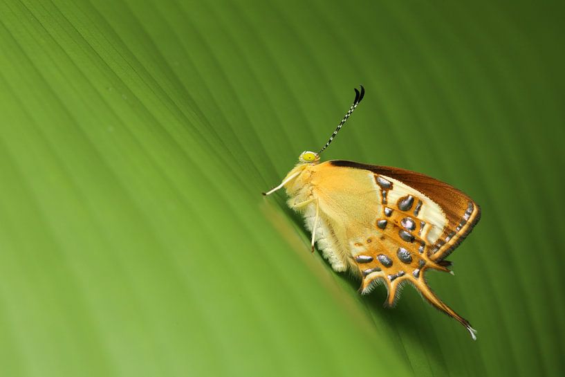 Papillon tropical du Suriname par Simon Hazenberg