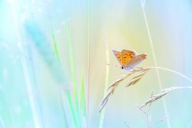 Small Copper on grass blade and exciting background by Mark Scheper