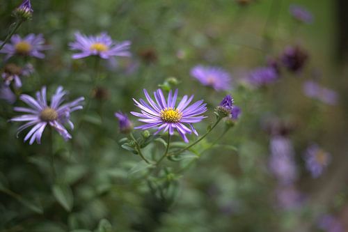 Schmetterlingsgarten