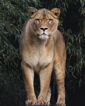 Powerful lioness by Patrick van Bakkum