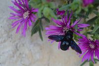 Hommel op paarse bloem