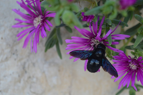 Hommel op paarse bloem