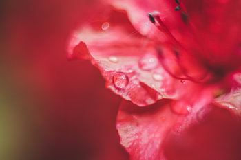 regendruppel