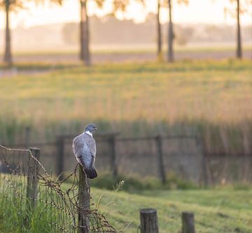 pigeon on the pole by Tania Perneel