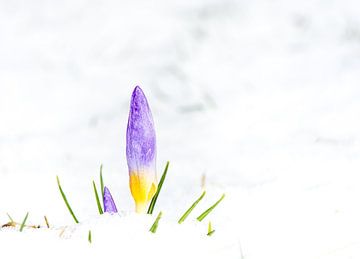 Lila Krokusse im Schnee von ManfredFotos