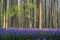 Le Hallerbos avec des jacinthes sauvages