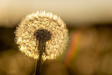 Paardenbloem in het avondlicht van Roland Brack