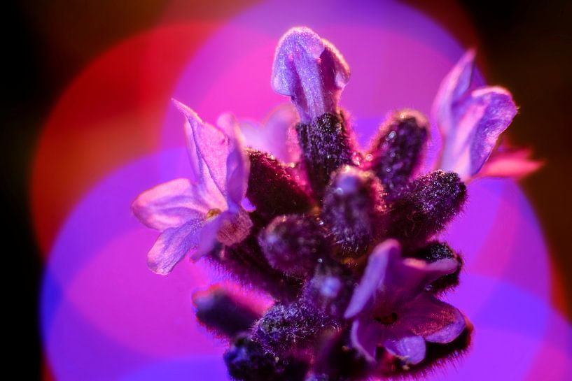 Lavender by Johan Honders