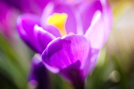 Crocus by Linda Mannsperger