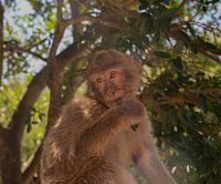 Rock of Gibraltar monkey