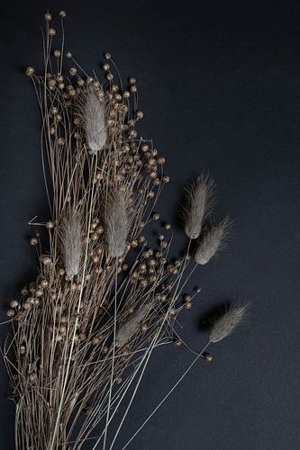 Fleur sèche Lagarus