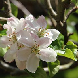 Apple Blossoms by Heleen Harmsen