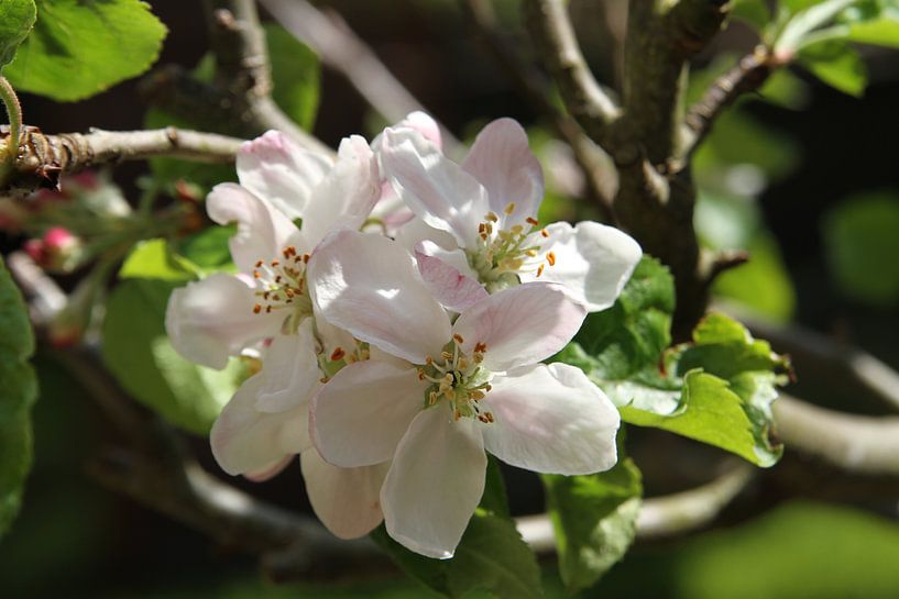 Apple Blossoms by Heleen Harmsen