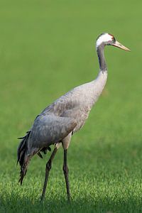 Kranichvogel beim Ausruhen und Füttern auf einem Feld im Herbst