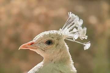 Kopf Porträt von einem weißen Pfau (Pavo cristatus mut. alba) mit Krone von Mario Plechaty Photography