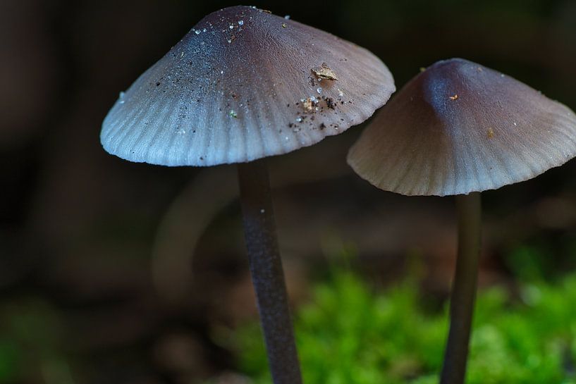 Delicate paddenstoelen filigraan op de bosgrond van Martin Köbsch