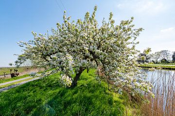 Boom in de witte bloesem in het Groene Hart