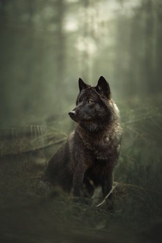Loup noir dans une forêt verte | wildlifephotography