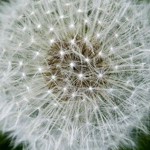 Paardenbloem