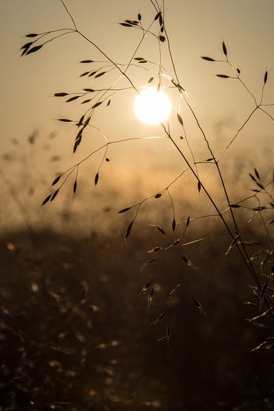 Fijn gras in zonlicht von Yvonne van der Meij