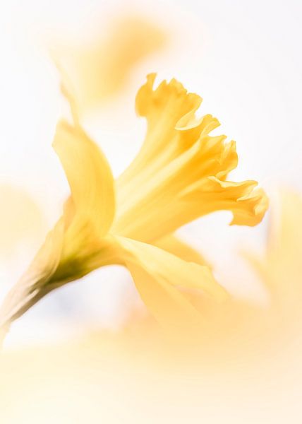 Winter is dead by Bob Daalder