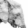Jonge olifant in profiel, zwart wit van Awesome Wonder