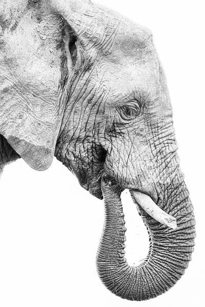Jeune éléphant de profil, en noir et blanc par Awesome Wonder