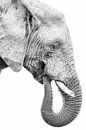 Jeune éléphant de profil, en noir et blanc par Awesome Wonder Aperçu