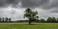Landschap met koeien, eenzame boom, grasveld en dreigende lucht.