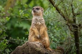 Wachsames Erdmännchen im Grünen von Triki Photography