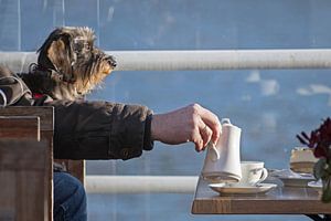 grappige hond, ruwharige teckel met een man's arm schenkt koffie in een kopje, kopieerruimte