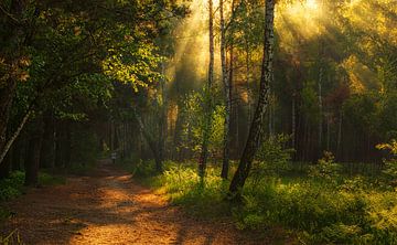 in the sunny forest by Mykhailo Sherman