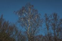 Witte berken tegen een strak blauwe lucht