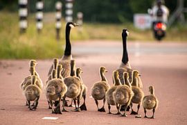Geese walk across bike path in Breda by David van der Kloos
