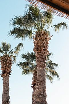 Palm vibes by Levfotografie