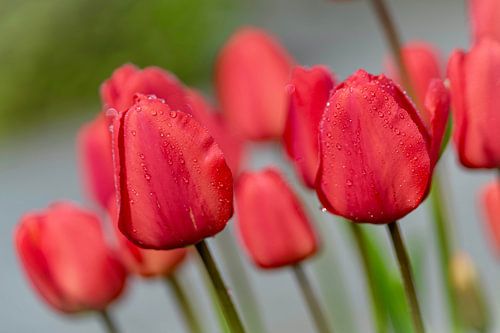 Rode tulpen met waterdruppels