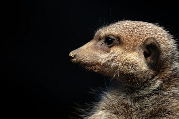 Close up of meerkat with sand on nose by Fotos by Jan Wehnert