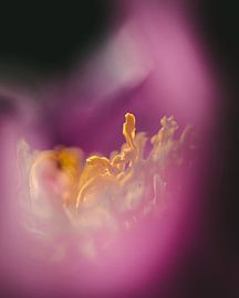 Meeldraden tussen het roze van Jan